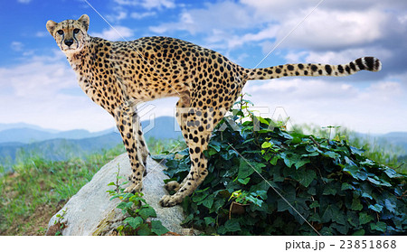 Male cheetah standing at wildnes 23851868