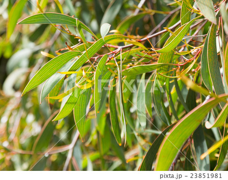hakea laurina leaves outdoors 23851981