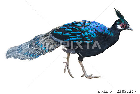 peafowl bird isolated 23852257