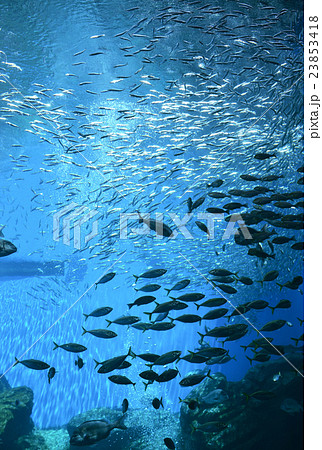 水族館の大水槽 水族館の大水槽 23853418