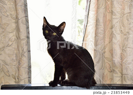 うちの猫 23853449