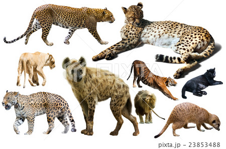 Set of wild mammals isolated over white 23853488