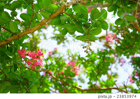 さるすべりの木陰 さるすべりの木陰 23853974