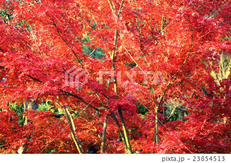 鎌倉の紅葉 23854513