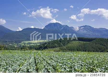 飯田高原　キャベツ畑 23854720