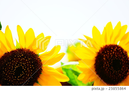 ひまわり25 23855864