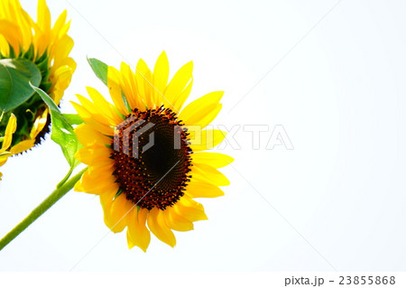 ひまわり26 ひまわり26 23855868
