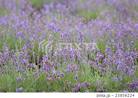 富良野ラベンダー畑 富良野ラベンダー畑 23856224