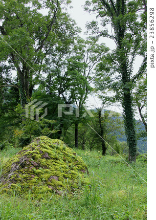 秋の相倉合掌造り集落【林の中の苔生した石】 23856298