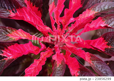 秋の相倉合掌造り集落【合掌造りの庭先のハゲイトウ】 23856299