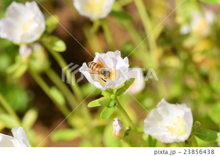 ミツバチとポーチュラカの花 ミツバチとポーチュラカの花 23856438