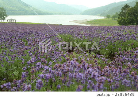 かなやま湖のラベンダー かなやま湖のラベンダー 23856439