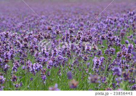 かなやま湖のラベンダー 23856443