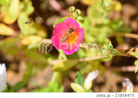 ミツバチとポーチュラカの花 23856475