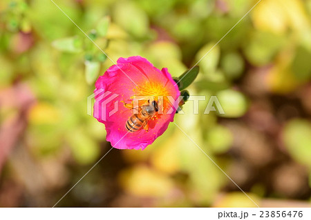 ミツバチとポーチュラカの花 23856476