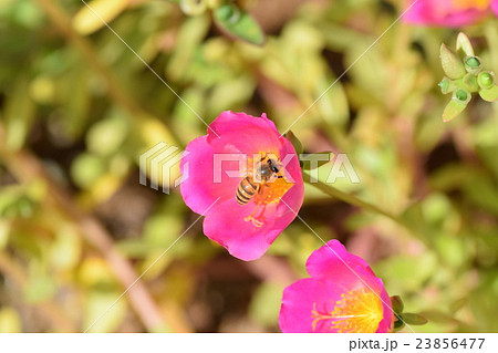 ミツバチとポーチュラカの花 ミツバチとポーチュラカの花 23856477