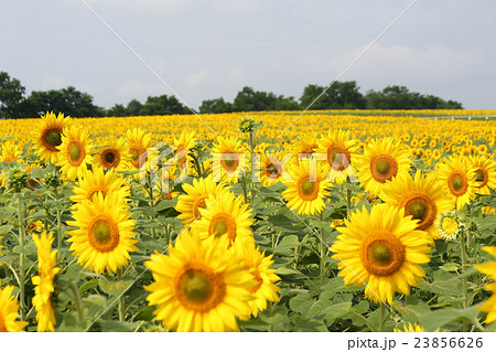 北海道、ひまわりの里 北海道、ひまわりの里 23856626