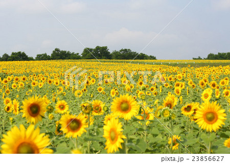 北海道、ひまわりの里 23856627