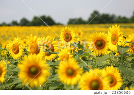北海道、ひまわりの里 23856630
