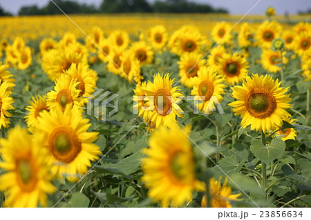北海道、ひまわりの里 23856634