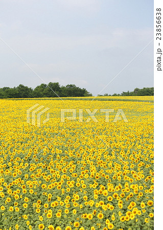 北海道、ひまわりの里 23856638