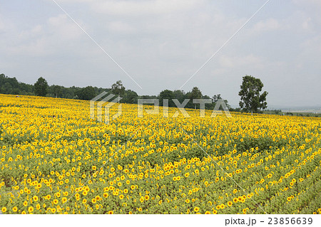 北海道、ひまわりの里 23856639