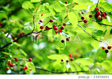 ザイフリボクの赤い実 23856691