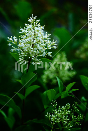 トウネズミモチの開花 23856704