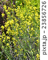 赤リアスからし菜の花 23856726