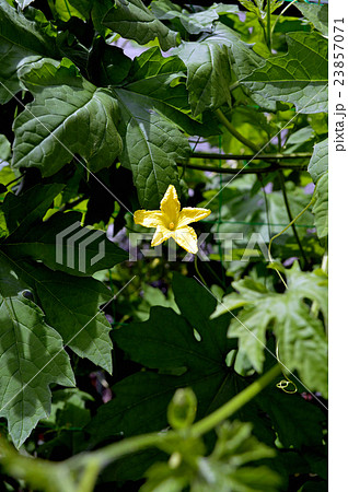 ゴーヤ　花と葉 23857071