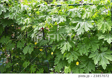 ゴーヤ　花と葉 23857072