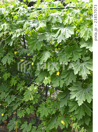 ゴーヤ　花と葉 23857073