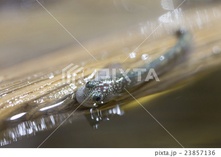 タマカエルウオ 23857136