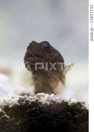 穴から顔を出すジョーフィッシュ 穴から顔を出すジョーフィッシュ 23857142