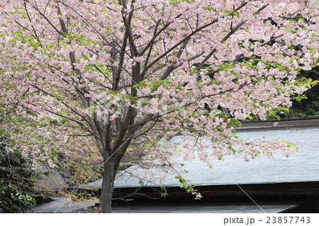 賀野神社の八重桜 23857743
