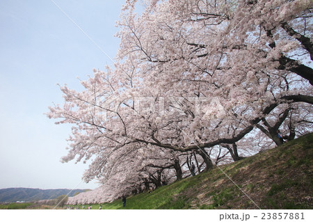 背割堤の桜 背割堤の桜 23857881