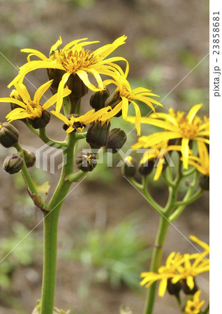 マルバダケブキ 23858681