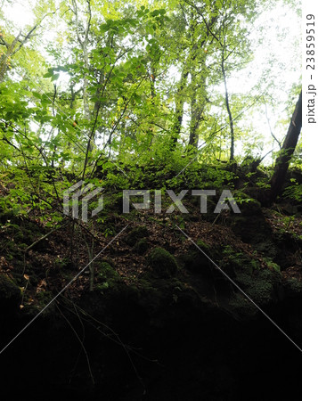 山梨県の富岳風穴の出入口から青木ヶ原樹海を見上げる 23859519