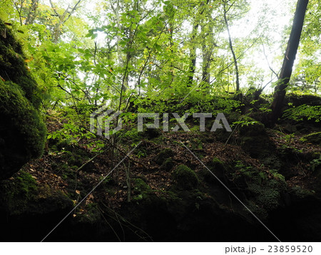 山梨県の富岳風穴の出入口から青木ヶ原樹海を見上げる 山梨県の富岳風穴の出入口から青木ヶ原樹海を見上げる 23859520
