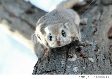 エゾモモンガ エゾモモンガ 23860031