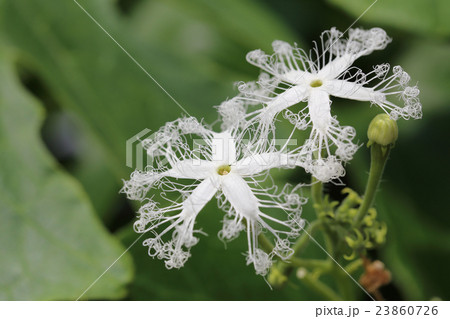 ヘビウリ花 ヘビウリ花 23860726