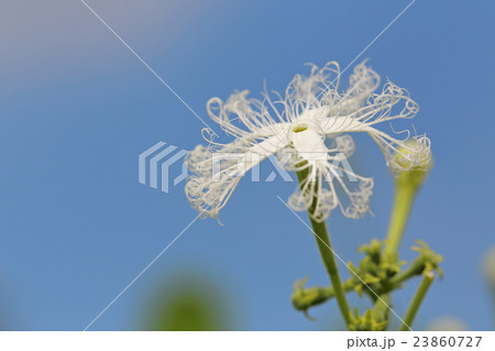 ヘビウリ花 ヘビウリ花 23860727