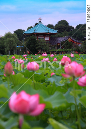 弁天堂と蓮の花 弁天堂と蓮の花 23860802