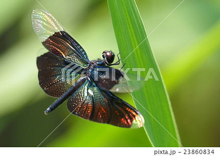 チョウトンボ（メス） 23860834