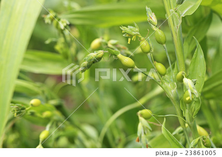 ハトムギ 23861005