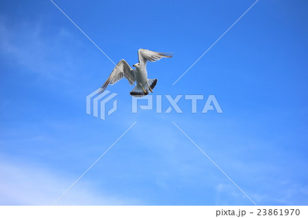 青空 空 鳥 野鳥 かもめ リゾート 快晴 背景 壁紙 くつろぎ そら あおぞら とり うみどり の写真素材