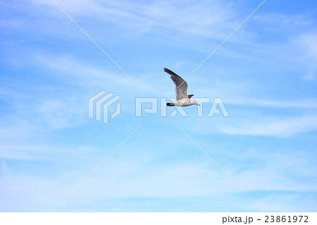 青空 空 鳥 野鳥 かもめ リゾート 快晴 背景 壁紙 くつろぎ そら あおぞら とり うみどり の写真素材