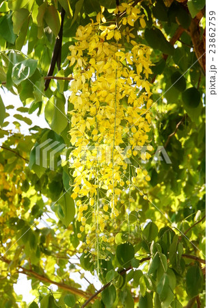 Golden Shower(ゴールデンシャワー) Golden Shower(ゴールデンシャワー) 23862759