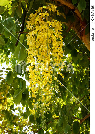 Golden Shower（ゴールデンシャワー） 23862760