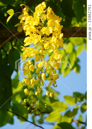 Thai National Flower: Golden Shower（ゴールデンシャワー） 23862761